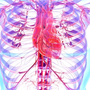3D anatomical illustration of the human cardiovascular system showing the heart, arteries, veins, and ribcage in vibrant colors, emphasizing blood circulation and internal chest anatomy.