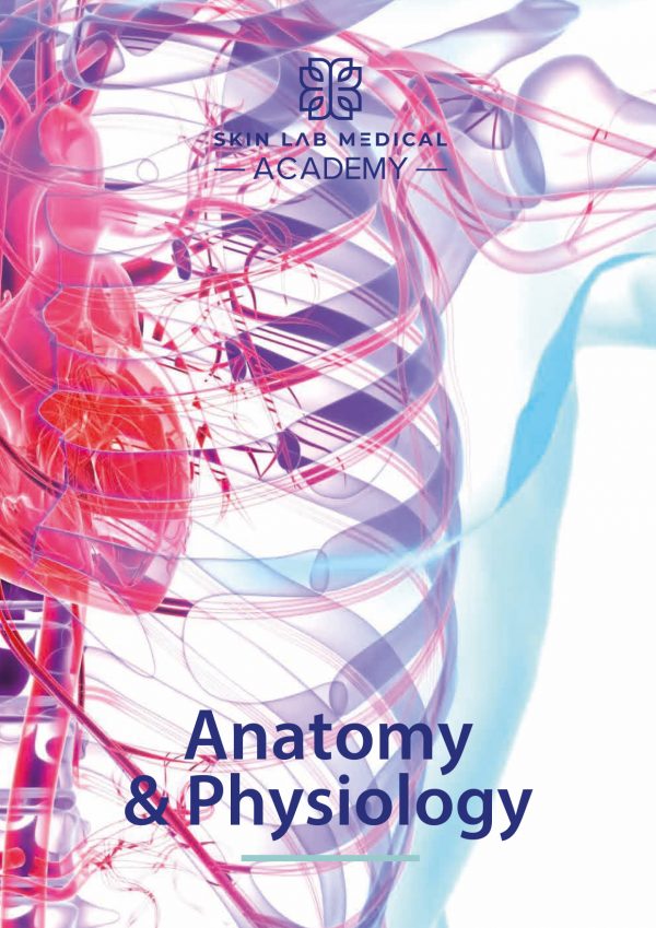 Abstract anatomical illustration of human torso showing cardiovascular and muscular systems, promoting Anatomy and Physiology course at Skin Lab Medical Academy.