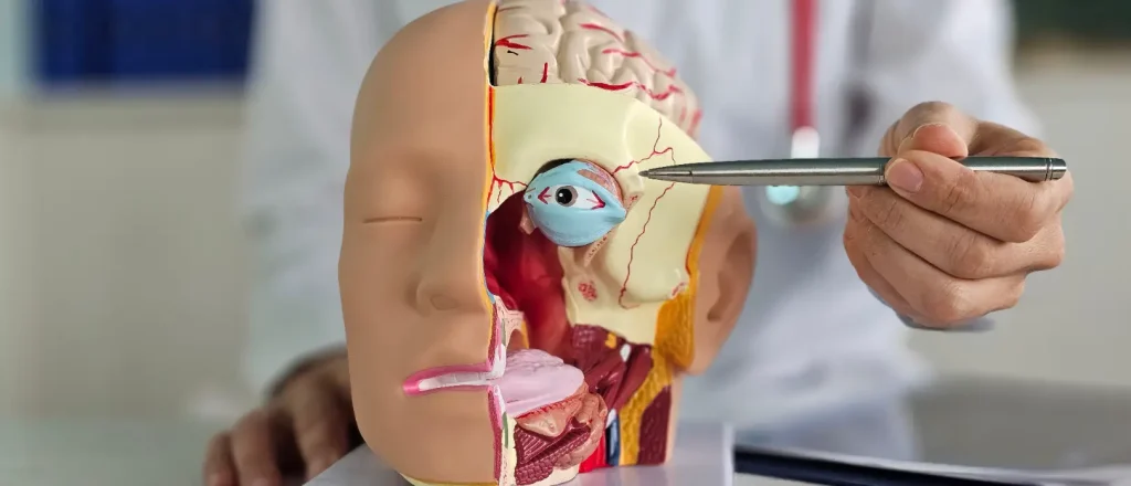 Practitioner points to the eye area of a detailed facial anatomy model with exposed internal structures.